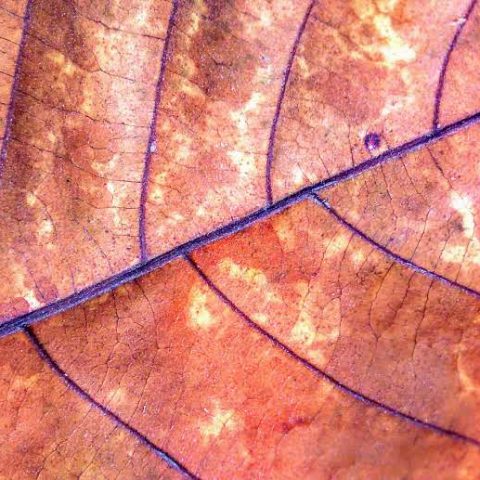 Red pattern leaf