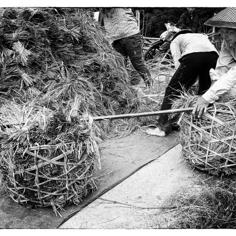 Harvesting