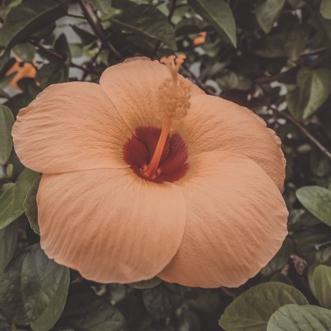 Hibiscus