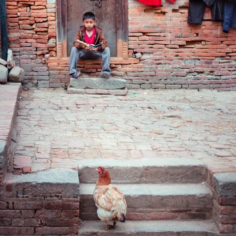 boy and chicken