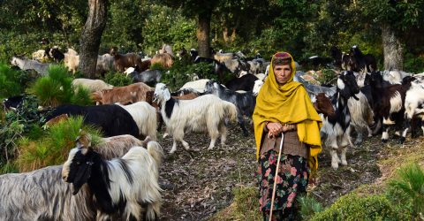 A Bakarwal Woman